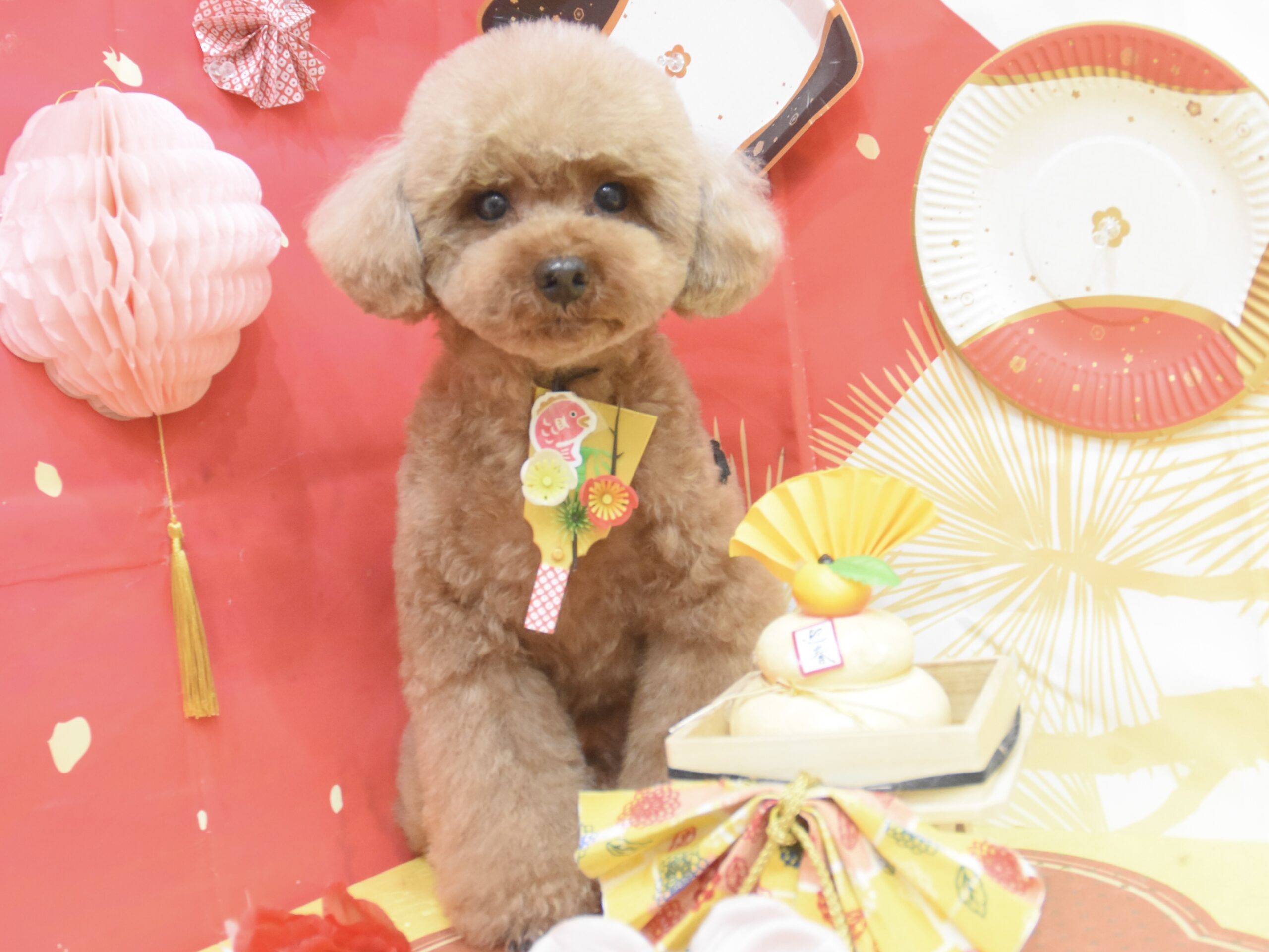 ミックス・トイプードル・シーズーのシャンプーカット ミックス・トイプードル・シーズーのシャンプーカット