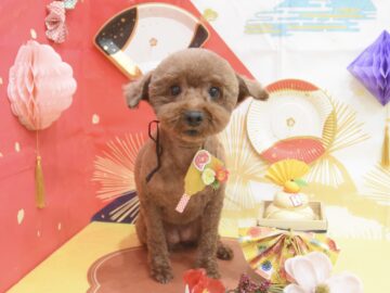 トイプードル・ダックス・ポメラニアン・ミックスのシャンプーカット トイプードル・ダックス・ポメラニアン・ミックスのシャンプーカット