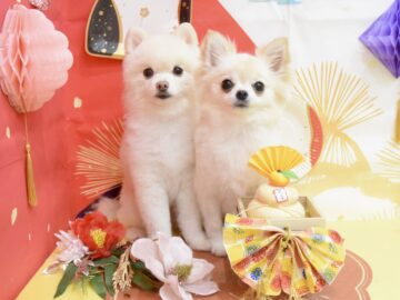 トイプードル・ミックス・ダックス・チワワ・ポメラニアン・マルチーズのシャンプーカット