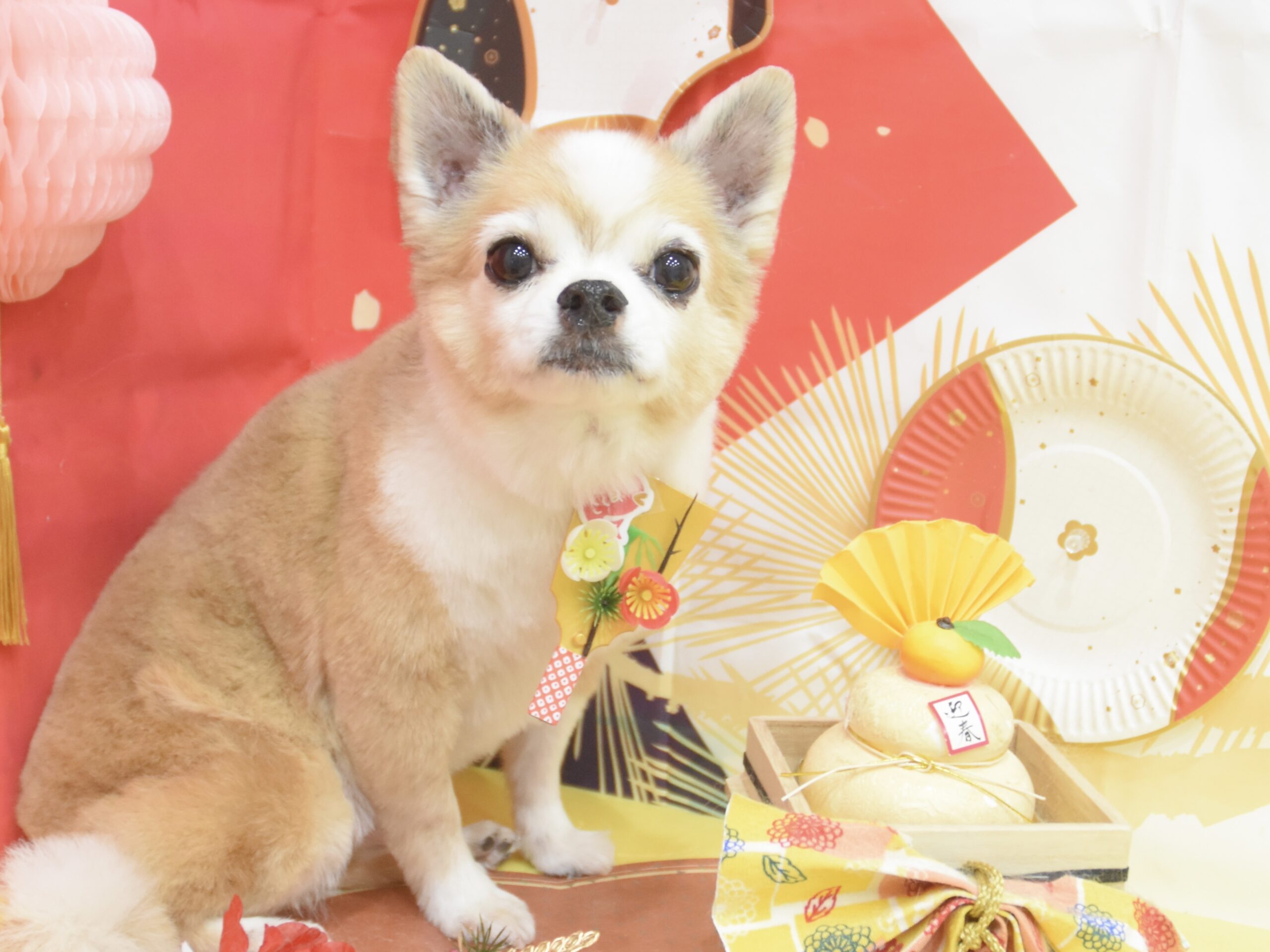 チワワ・シーズー・トイプードルのシャンプーカット