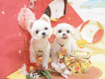 プードル・シーズー・ペキニーズ・ダックス・パグ・ポメラニアン・ミックス・チワワのシャンプーカット プードル・シーズー・ペキニーズ・ダックス・パグ・ポメラニアン・ミックス・チワワのシャンプーカット