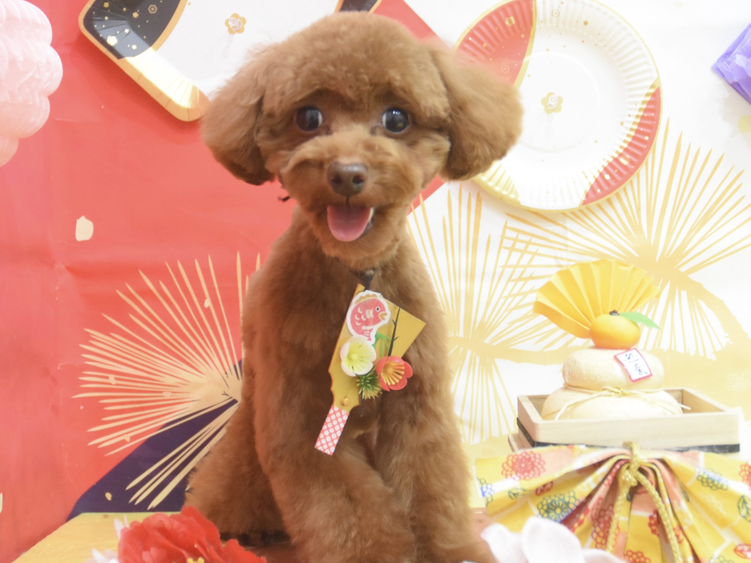 プードル・ダックス・ポメラニアン・ミックス・ビションフリーゼのシャンプーカット