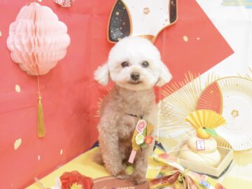 ダックス・プードル・ペキニーズのシャンプーカット