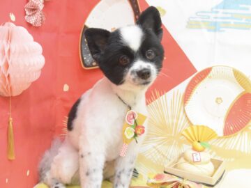 トイプードル・ミックス・ビションフリーゼ・チワワ・シュナウザーのシャンプーカット トイプードル・ミックス・ビションフリーゼ・チワワ・シュナウザーのシャンプーカット