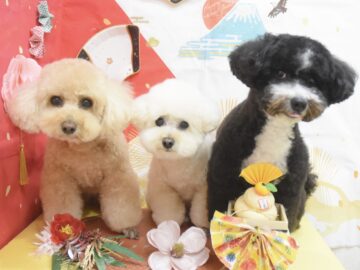 トイプードル・ビション・ミックス・シーズーのシャンプーカット トイプードル・ビション・ミックス・シーズーのシャンプーカット