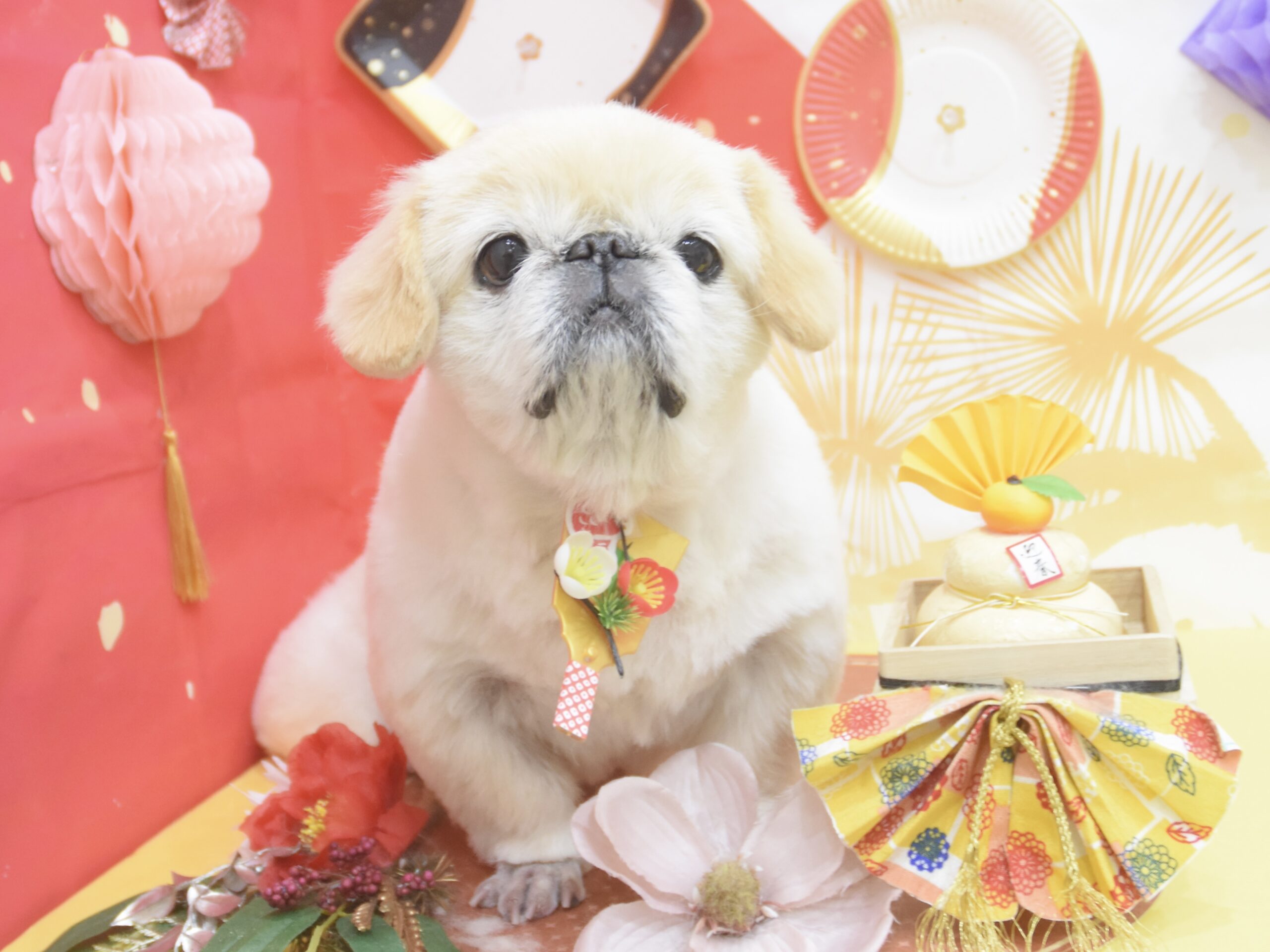 ポメラニアン・トイプードル・シュナウザー・チワワ・ペキニーズのシャンプーカット