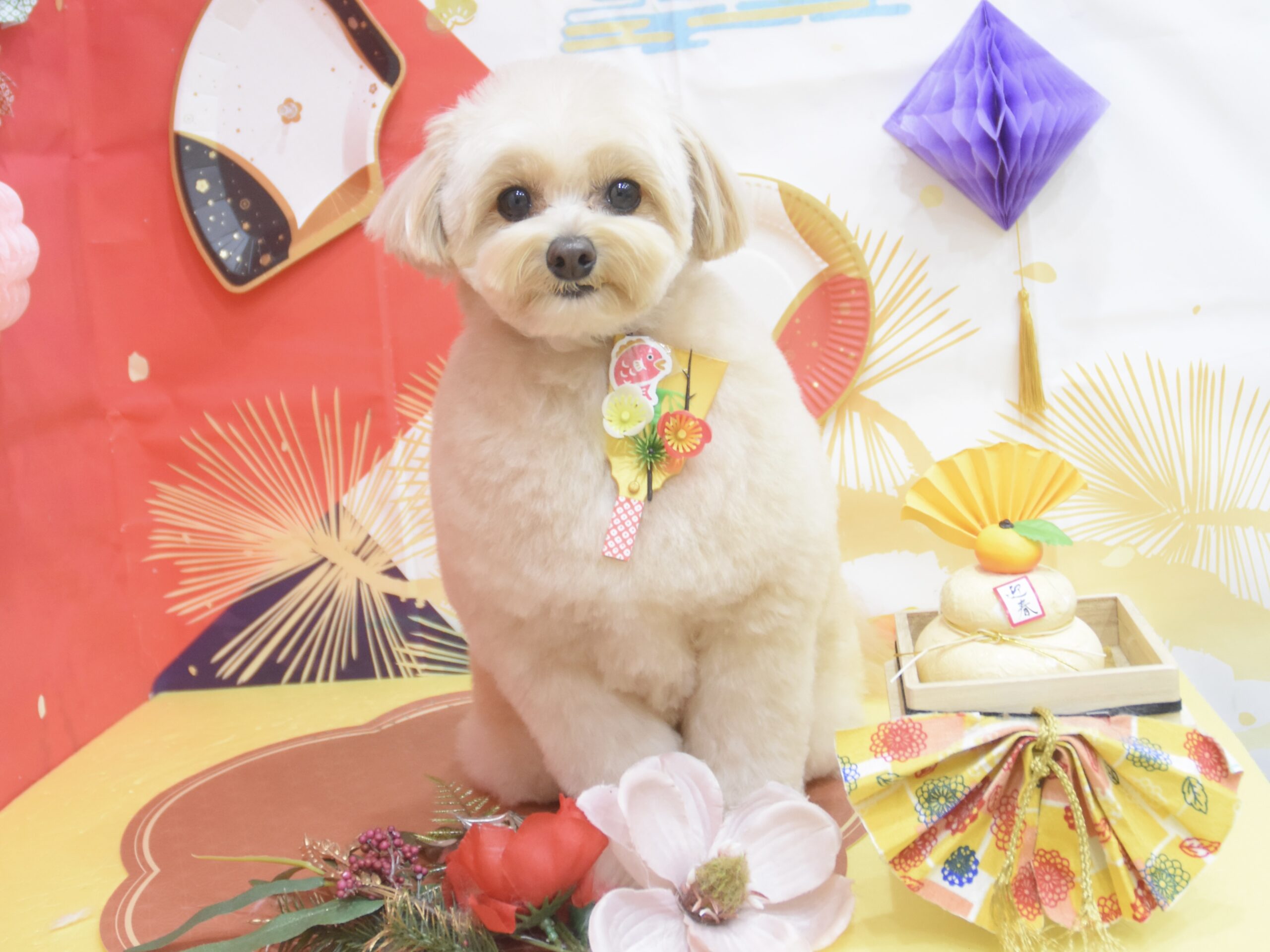 ミックス・トイプードル・ポメラニアン・狆のシャンプーカット ミックス・トイプードル・ポメラニアン・狆のシャンプーカット