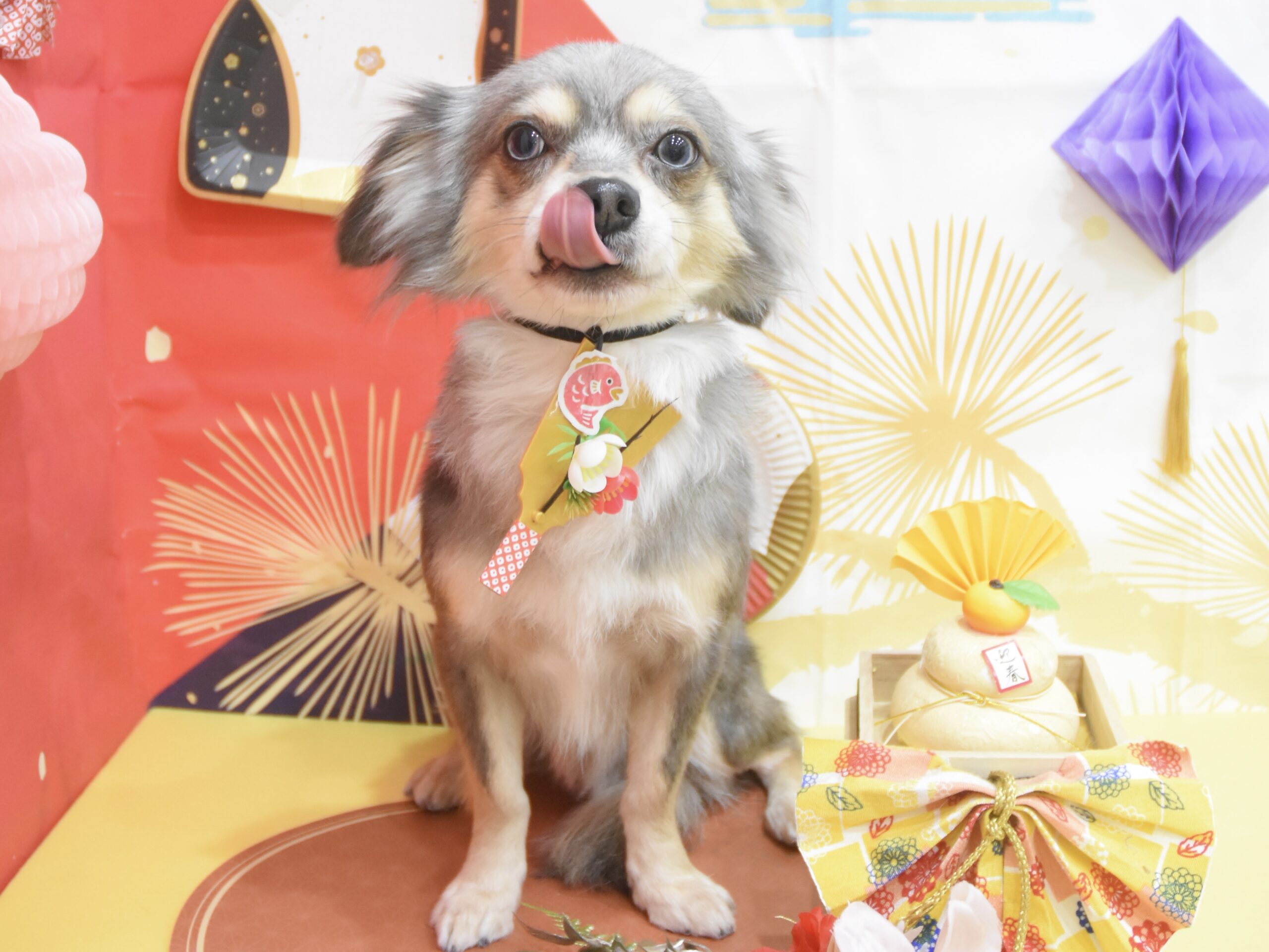 トイプードル・ミックスのシャンプーカット