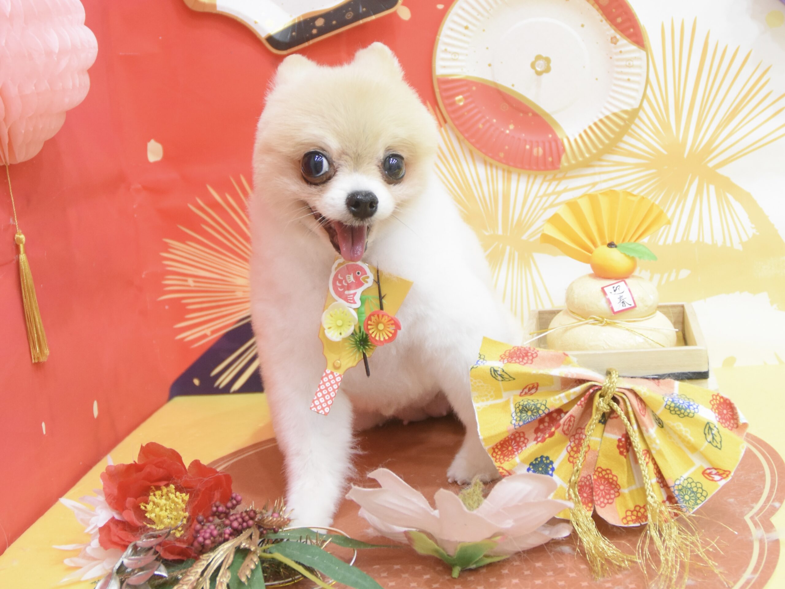 トイプードル・ビションフリーゼ・ミックス・ペキニーズ・シュナウザー・ウエスティ・ポメラニアンのシャンプーカット