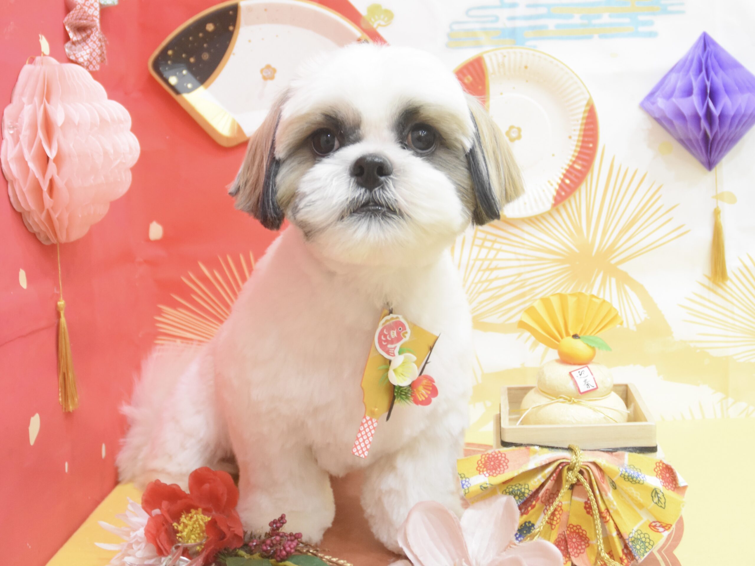 トイプードル・チワワ・ペキニーズ・シーズー・ポメラニアンのシャンプーカット