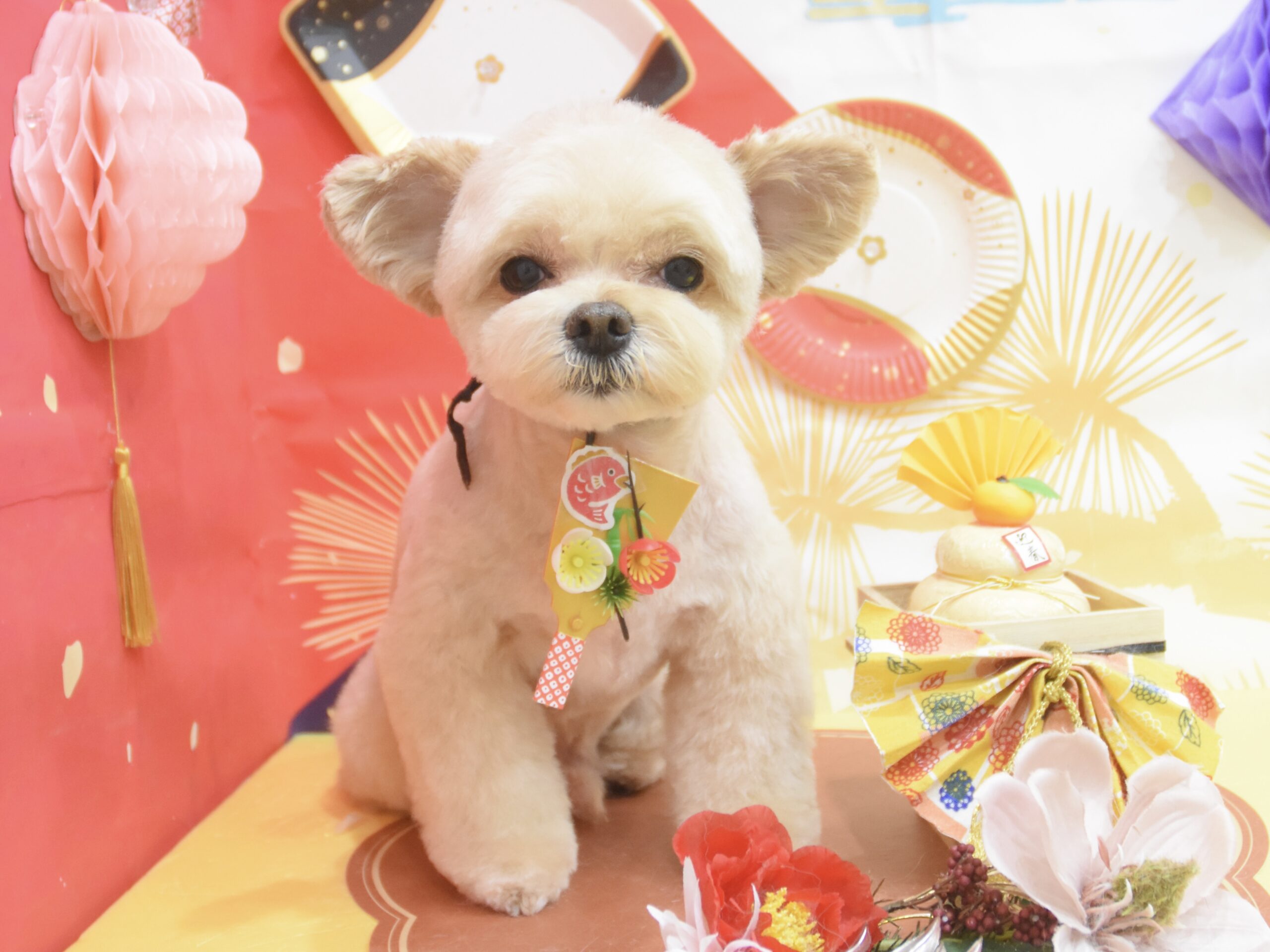 チワワ・ペキニーズ・トイプードル・ミックス・ポメラニアンのシャンプーカット