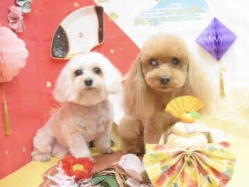 チワワ・トイプード・ペキニーズ・ミックス・スピッツのシャンプーカット