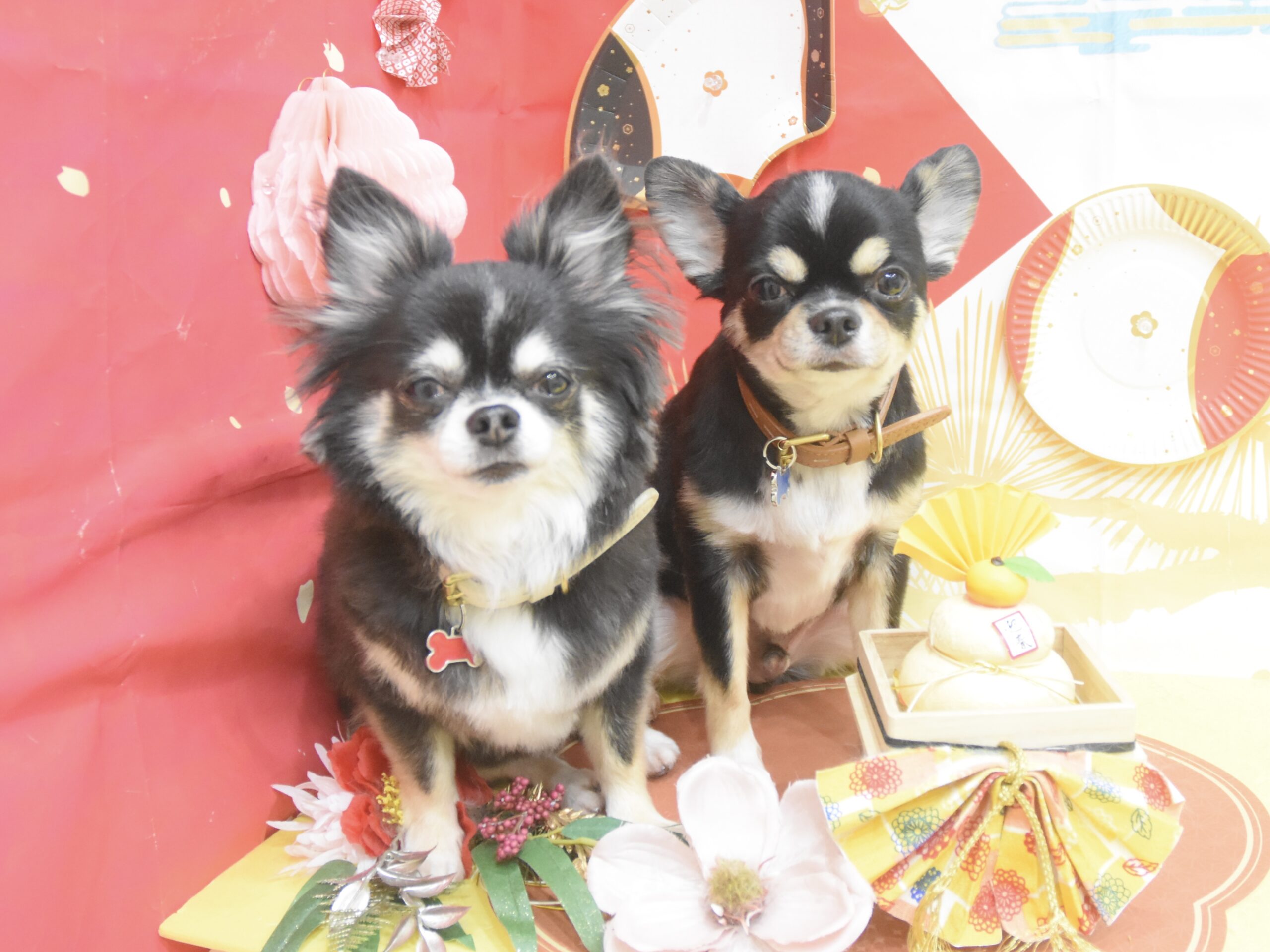 トイプードル・ビションフリーゼ・ミックス・ポメラニアンのシャンプーカット トイプードル・ビションフリーゼ・ミックス・ポメラニアンのシャンプーカット