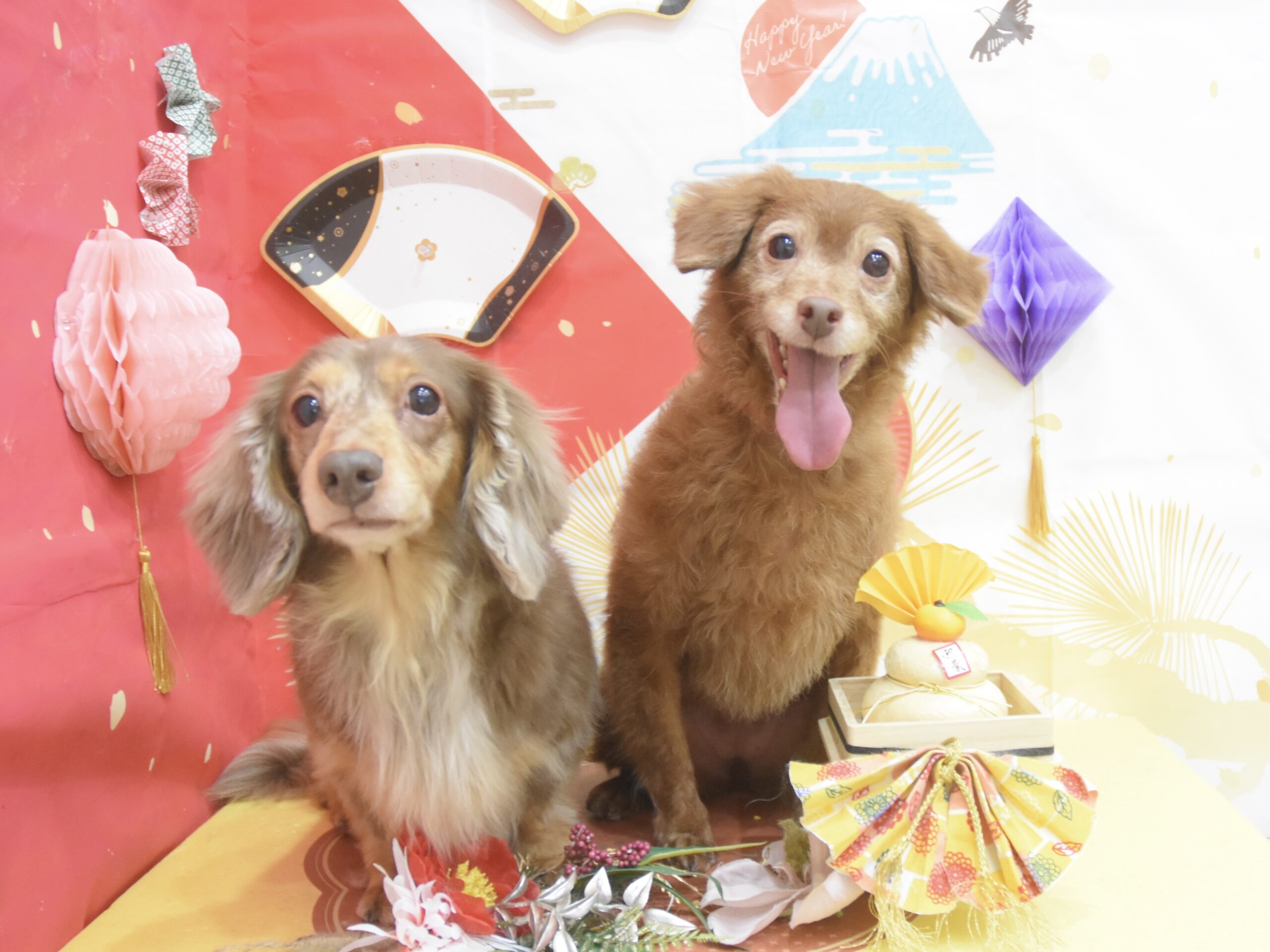 ミックス・チワワ・ダックスのシャンプーカット ミックス・チワワ・ダックスのシャンプーカット