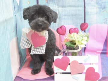 トイプードル・ビションフリーゼ・ポメラニアン・ミックスのシャンプーカット