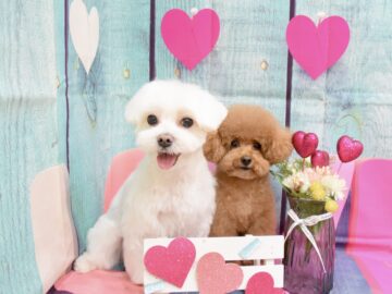 トイプードル・マルチーズのシャンプーカット