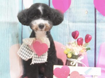 ビションフリーゼ・ミックスのシャンプーカット