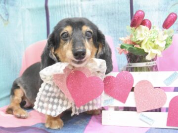 ミックス・ポメラニアン・プードル・のシャンプーカット