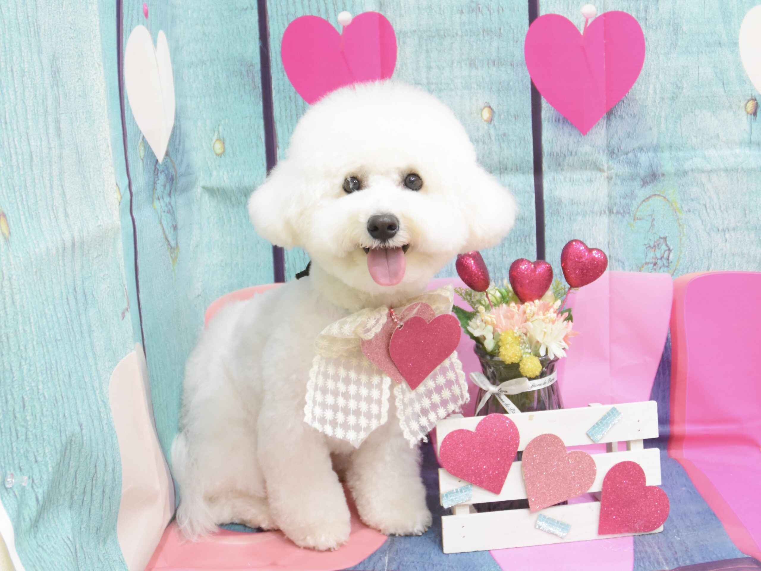 トイプードル・チワワ・ペキニーズ・ビションフリー・ミックス・ポメラニアン・ジャックラッセルのシャンプーカット