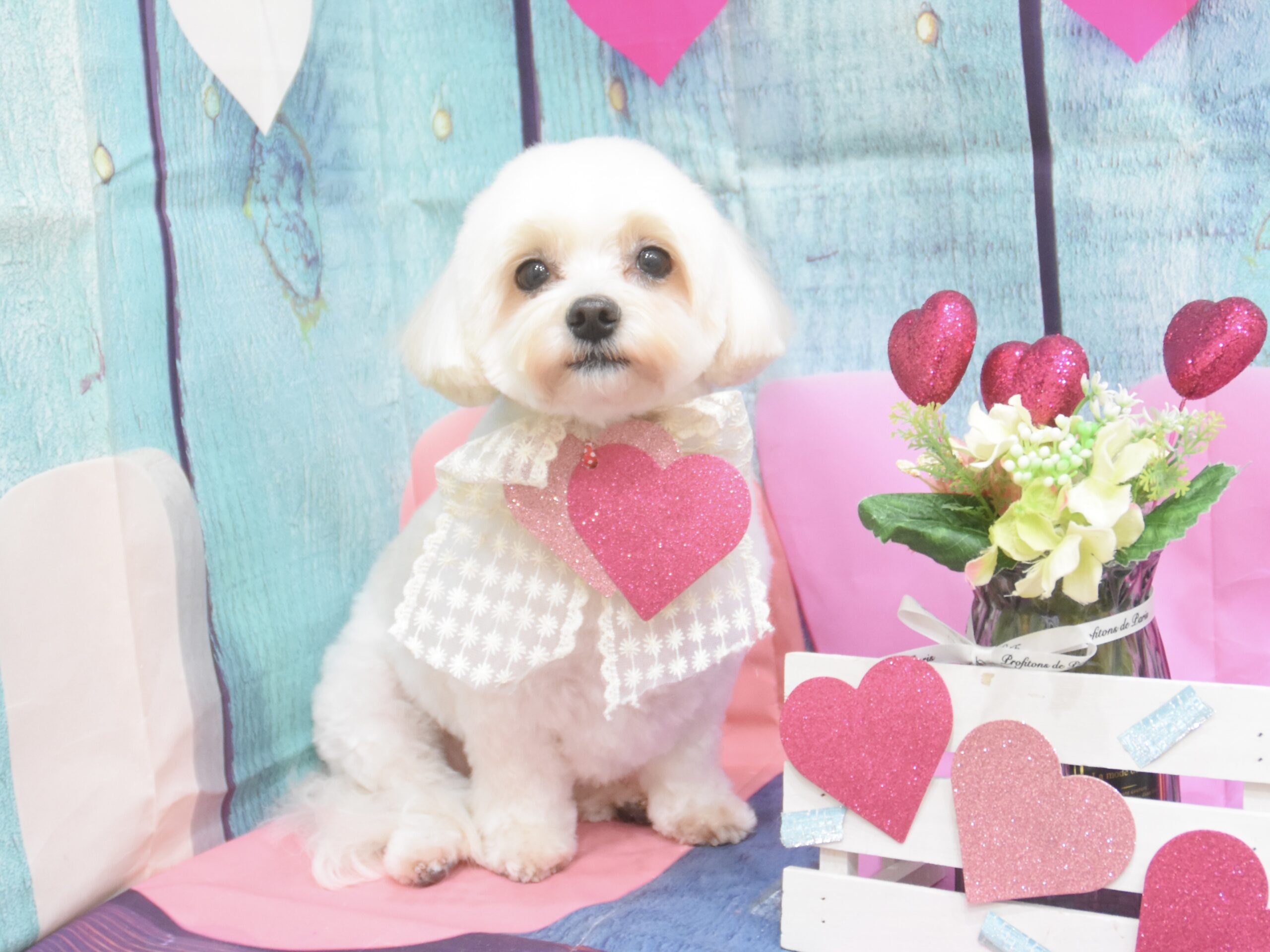 トイプードル・ミックス・チワワ・ビションのシャンプーカット