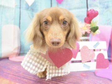 トイプードル・チワワ・パピヨン・ポメラニアン・ミックス・シュナウザー・ダックスのシャンプーカット