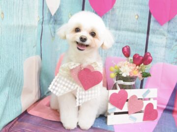 トイプードル・ミックス・チワワ・ペキニーズ・ビションフリーゼ・ウエスティのシャンプーカット