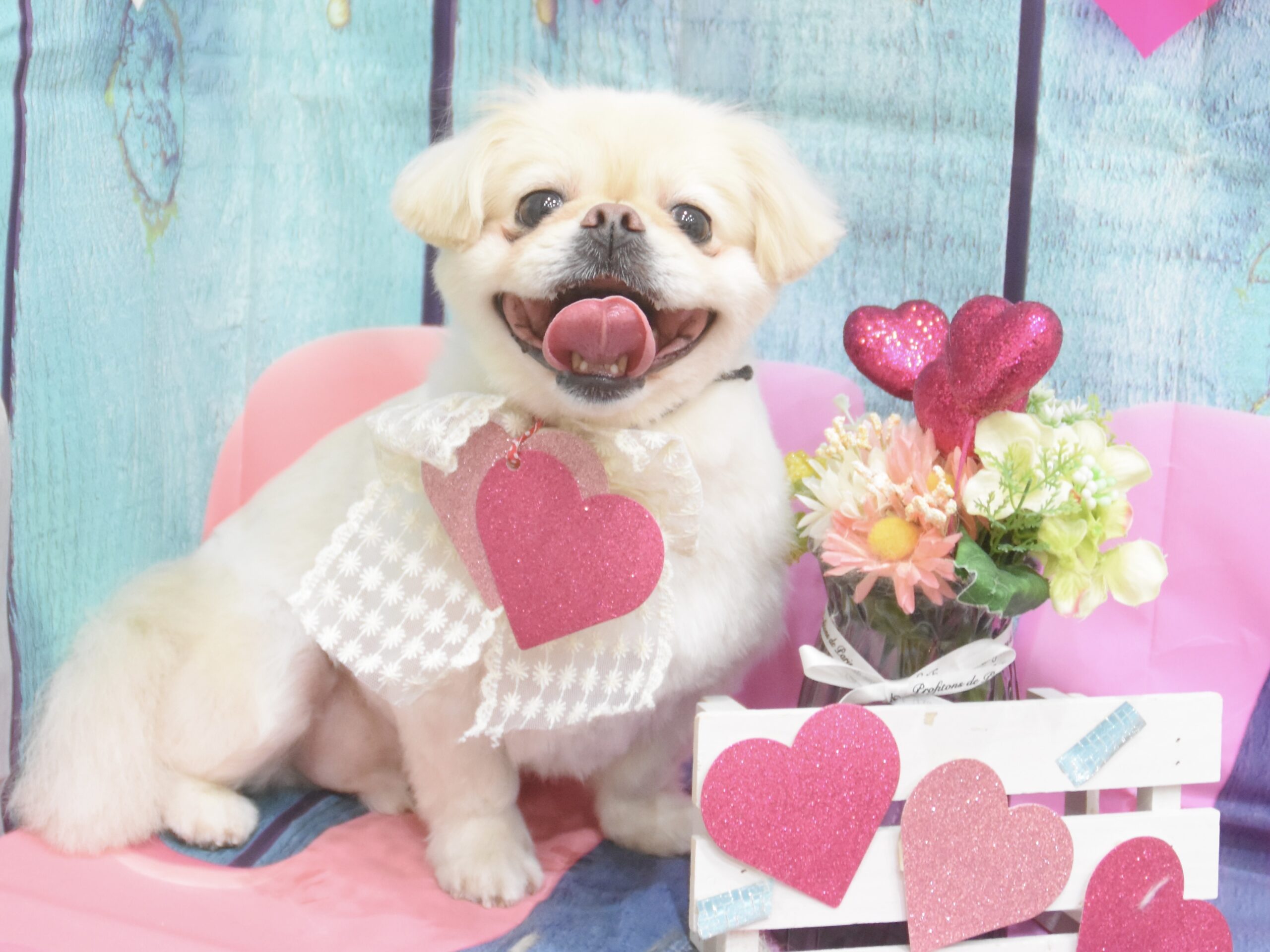 ミックス・スピッツ・トイプードル・キャバリアのシャンプーカット