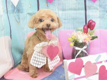 トイプードル・ミックス・チワワ・マルチーズ・