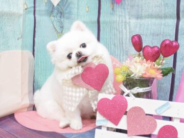 パグ・ポメラニアン・マルチーズ・ミックス・トイプードル・チワワ・シーズー・パピヨンのシャンプーカット パグ・ポメラニアン・マルチーズ・ミックス・トイプードル・チワワ・シーズー・パピヨンのシャンプーカット