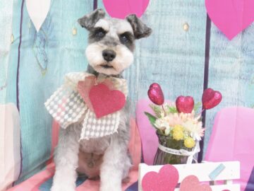 チワワ・ダックス・トイプードル・ミックス・シュナウザー・ペキニーズ・キャバリア・ビションフリーゼのシャンプーカット