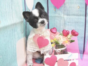 トイプードル・ミックス・ペキニーズ・ヨーキー・スピッツ・ポメラニアン・シーズーのシャンプーカット