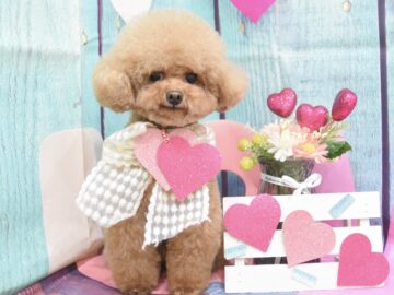 プードル・シーズー・ミックスのシャンプーカット