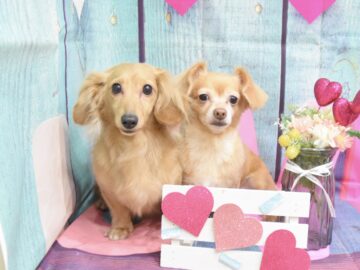 ペキニーズ・ミックス・ダックス・ポメラニアン・チワワ・シュナウザー・トイプードルのシャンプーカット