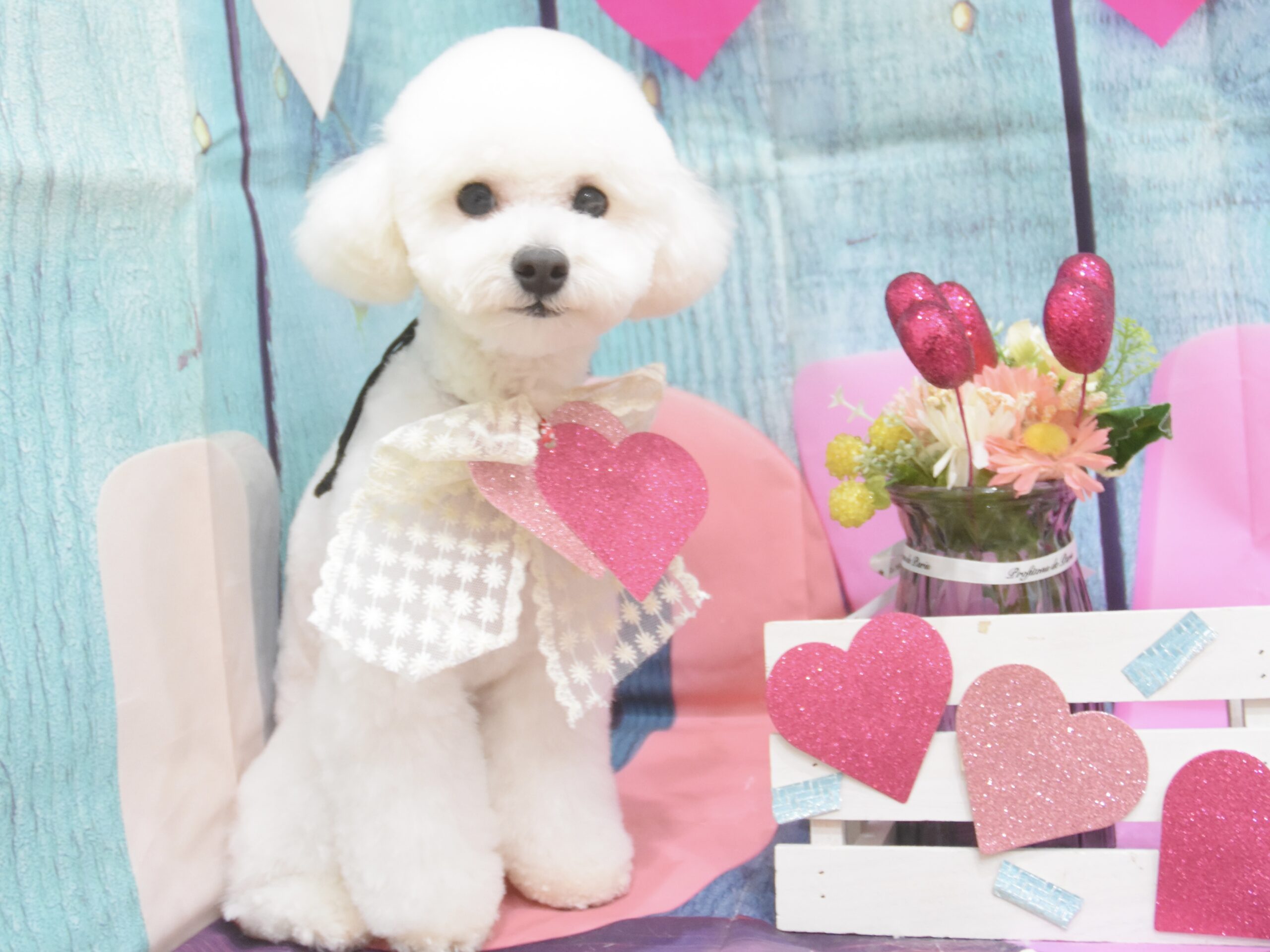 トイプードル・ミックス・チワワ・ミックスのシャンプーカット