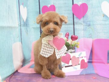 トイプードル・ミックス・ダックス・ビションフリーゼのシャンプーカット