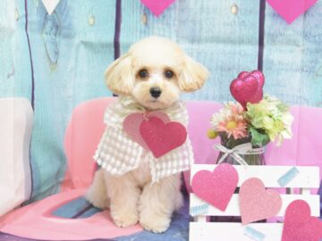 トイプードル・ミックスのシャンプーカット