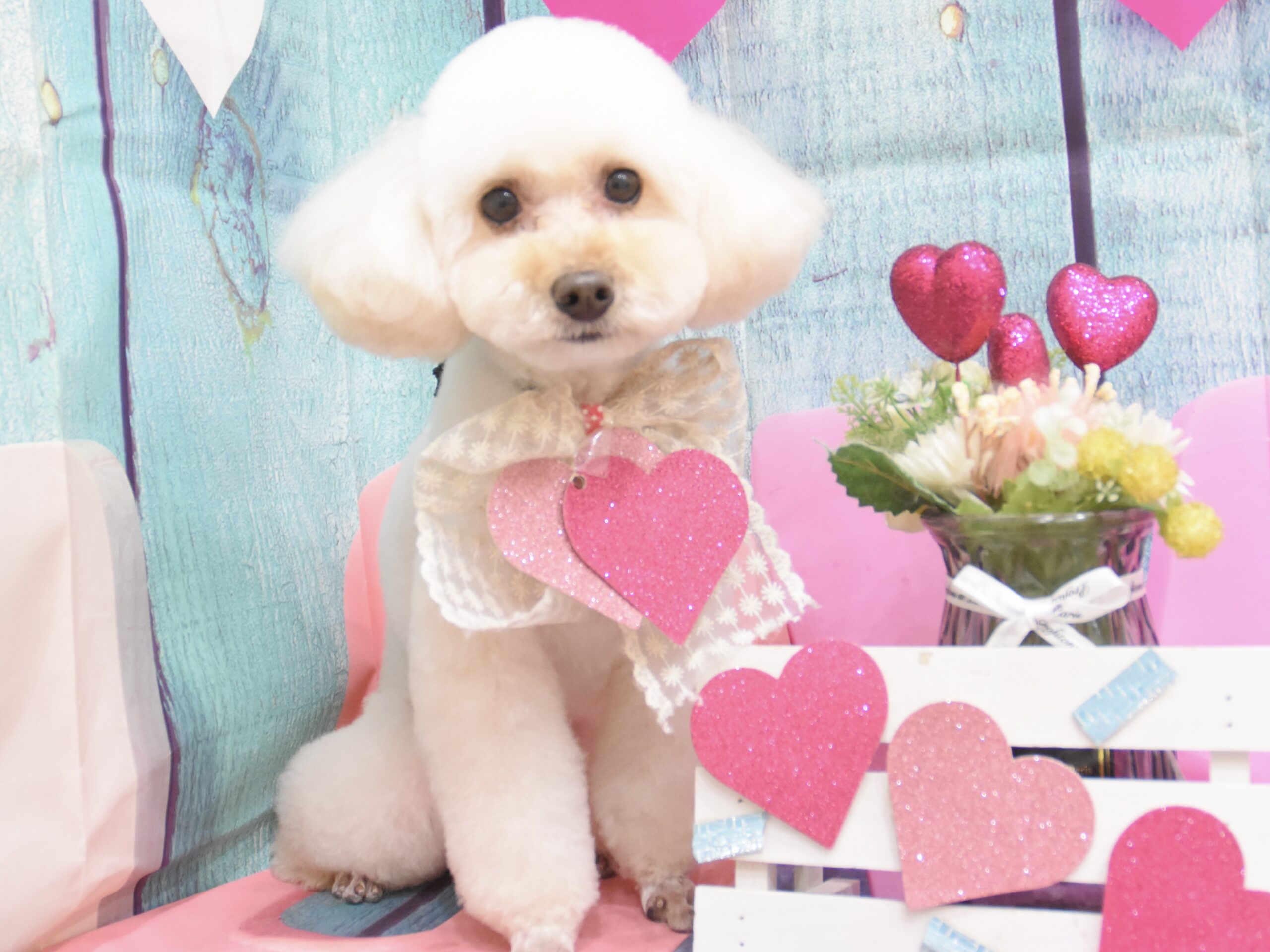 ミックス・トイプードル・キャバリアのシャンプーカット