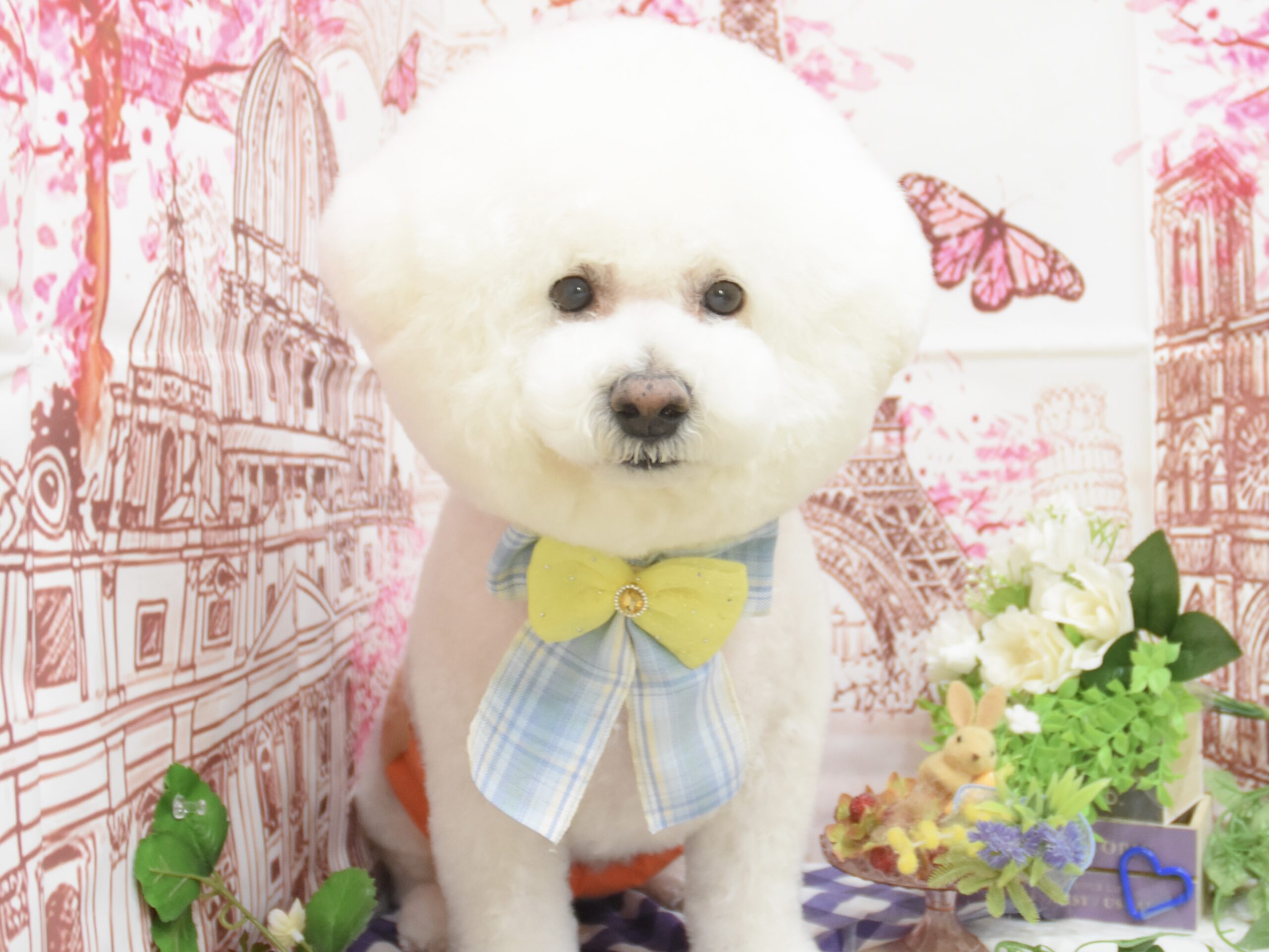 トイプードル・シュナウザー・ビションフリーゼ・ミックスのシャンプーカット