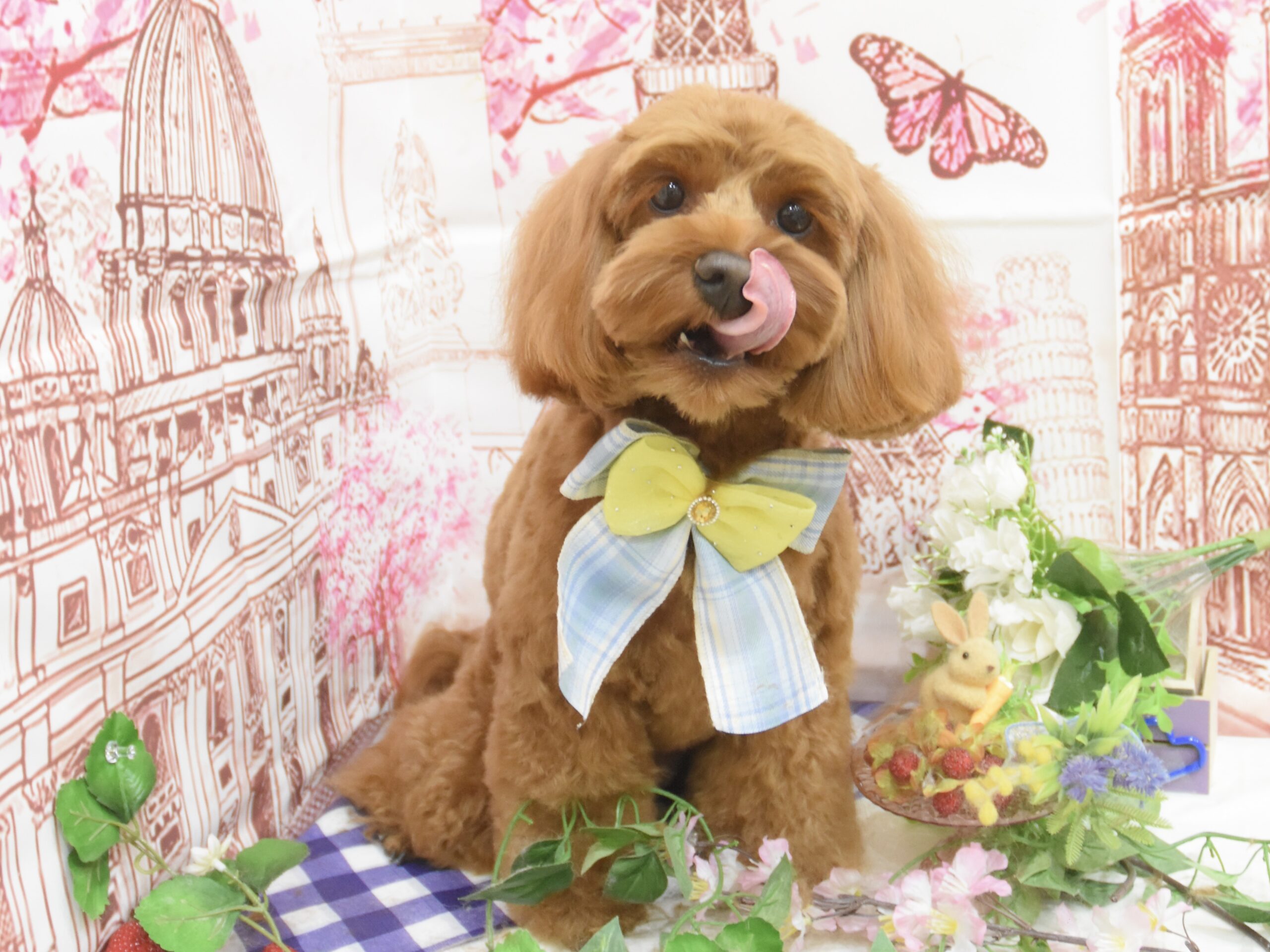 チワワ・ミックス・シーズー・トイプードルのシャンプーカット