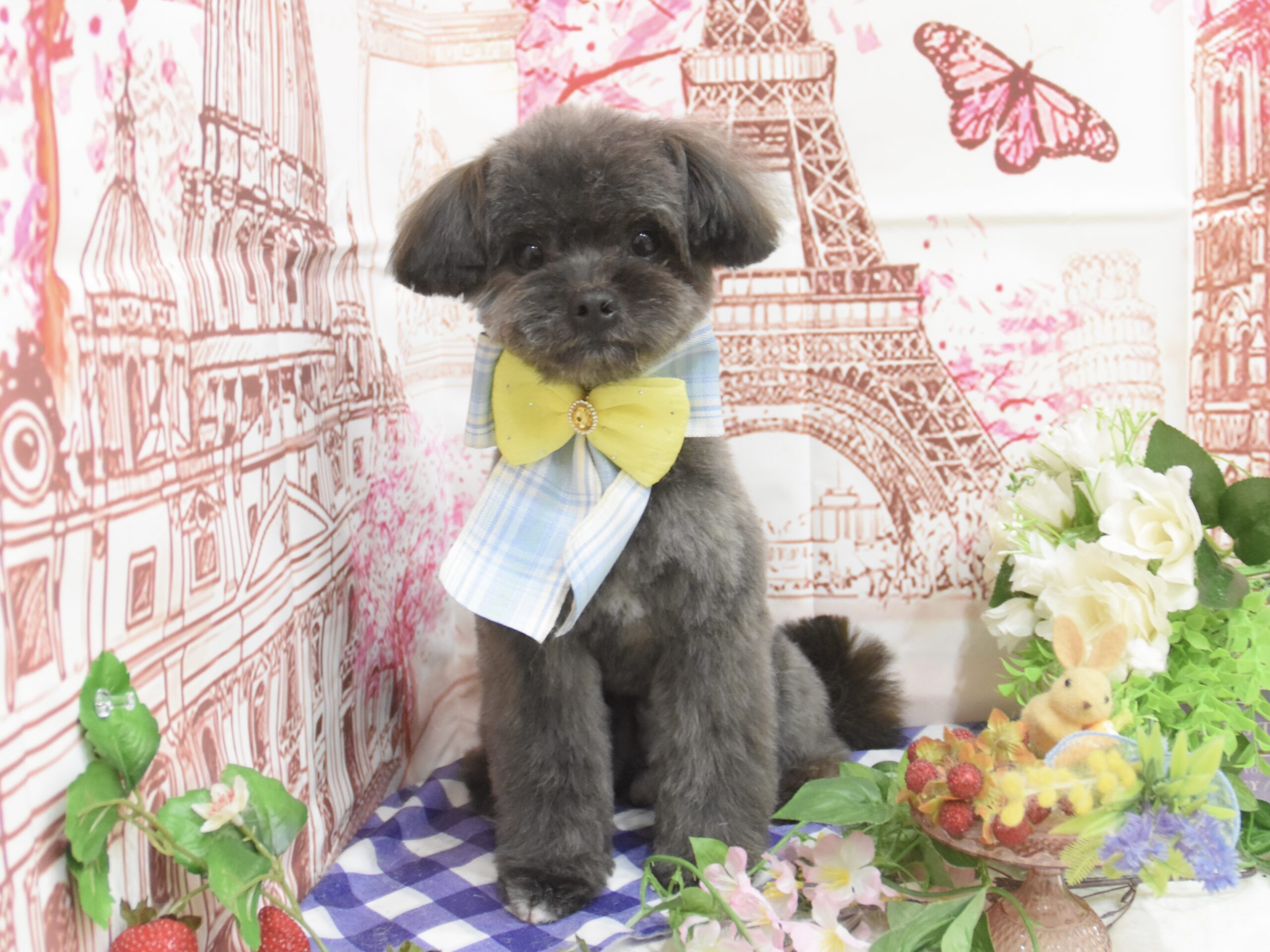 ミックス・ウエスティ・トイプードルのシャンプーカット