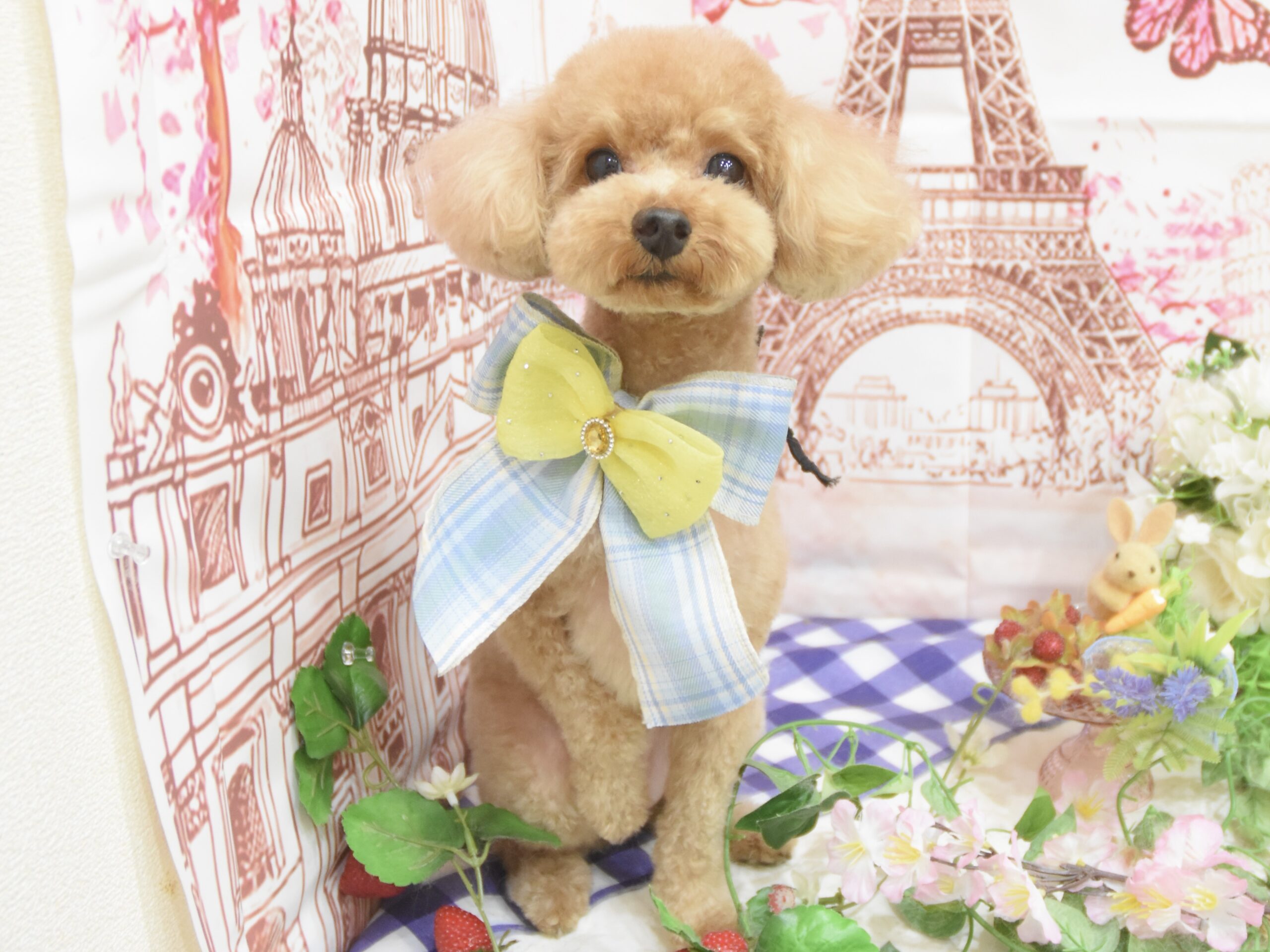 トイプードル・シーズー・ペキニーズ・ミックス・ポメラニアン・キャバリア・チワワのシャンプーカット