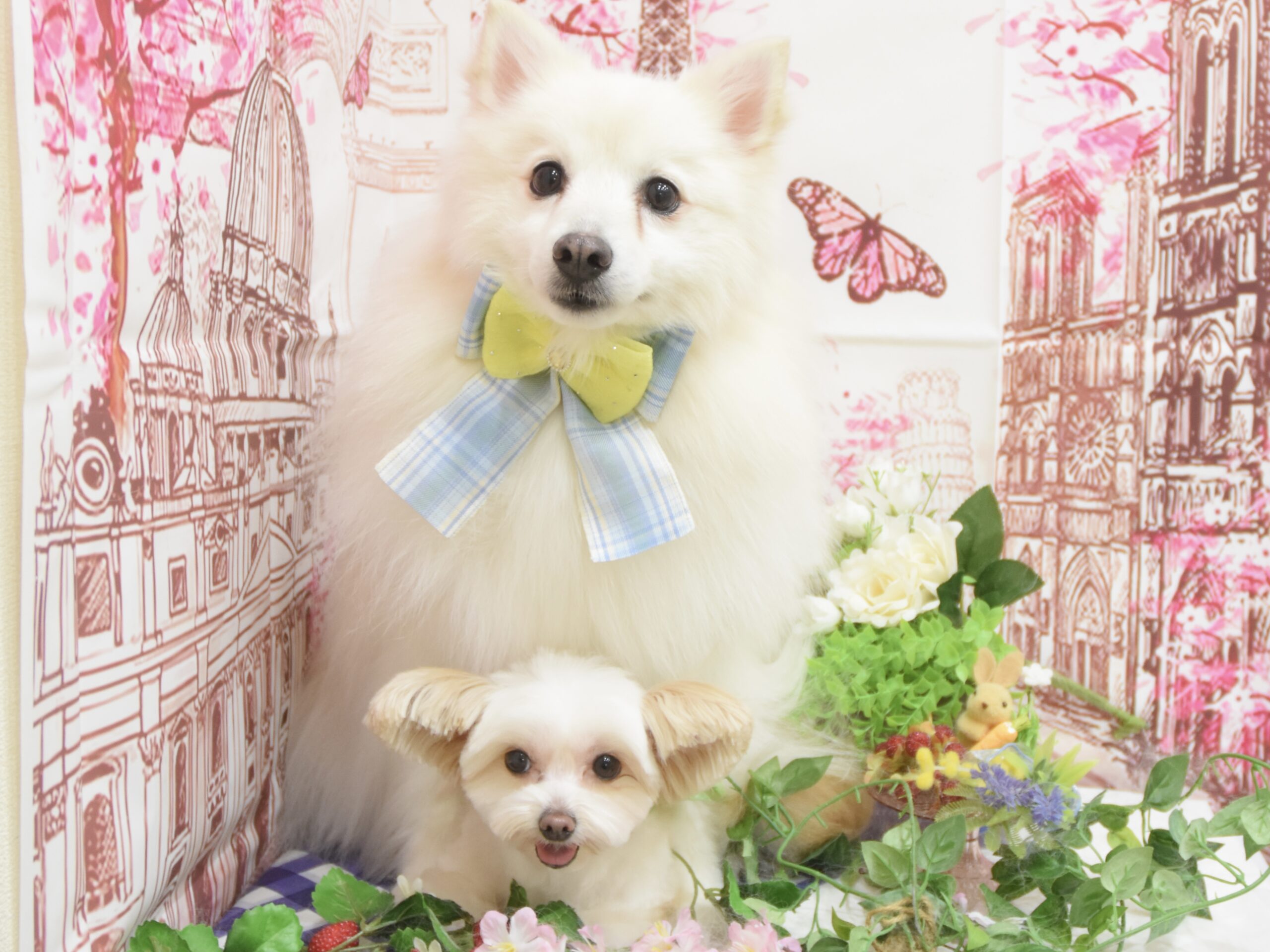 トイプードル・ミックス・チワワ・スピッツ・マルチーズ・チワワのシャンプーカット トイプードル・ミックス・チワワ・スピッツ・マルチーズ・チワワのシャンプーカット