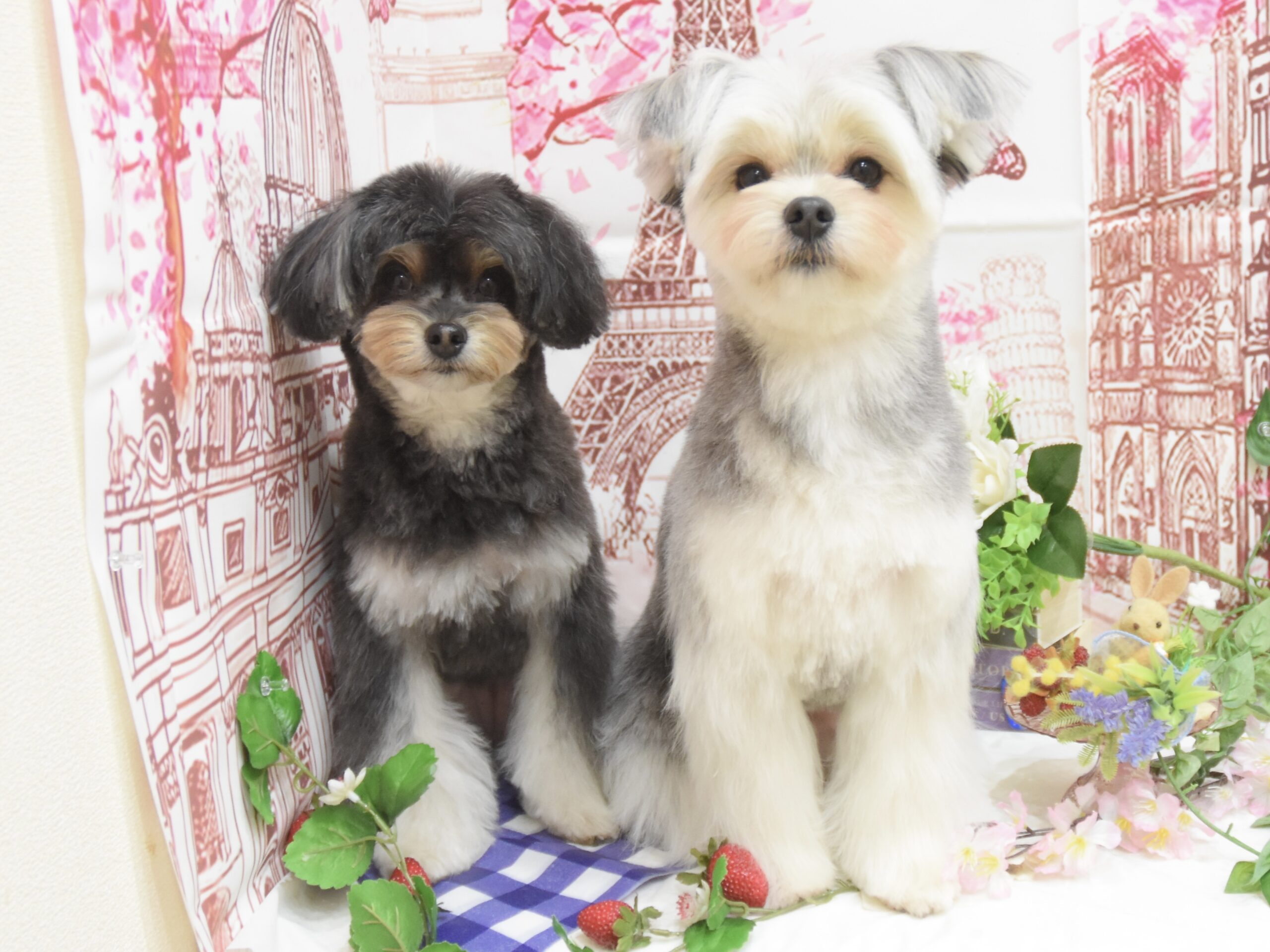 ミックス・プードルのシャンプーカット