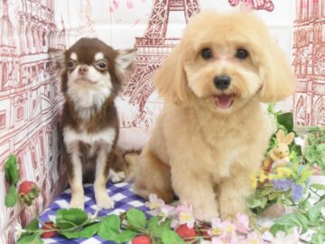 プードル・ミックス・チワワ・シーズー・ペキニーズのシャンプーカット