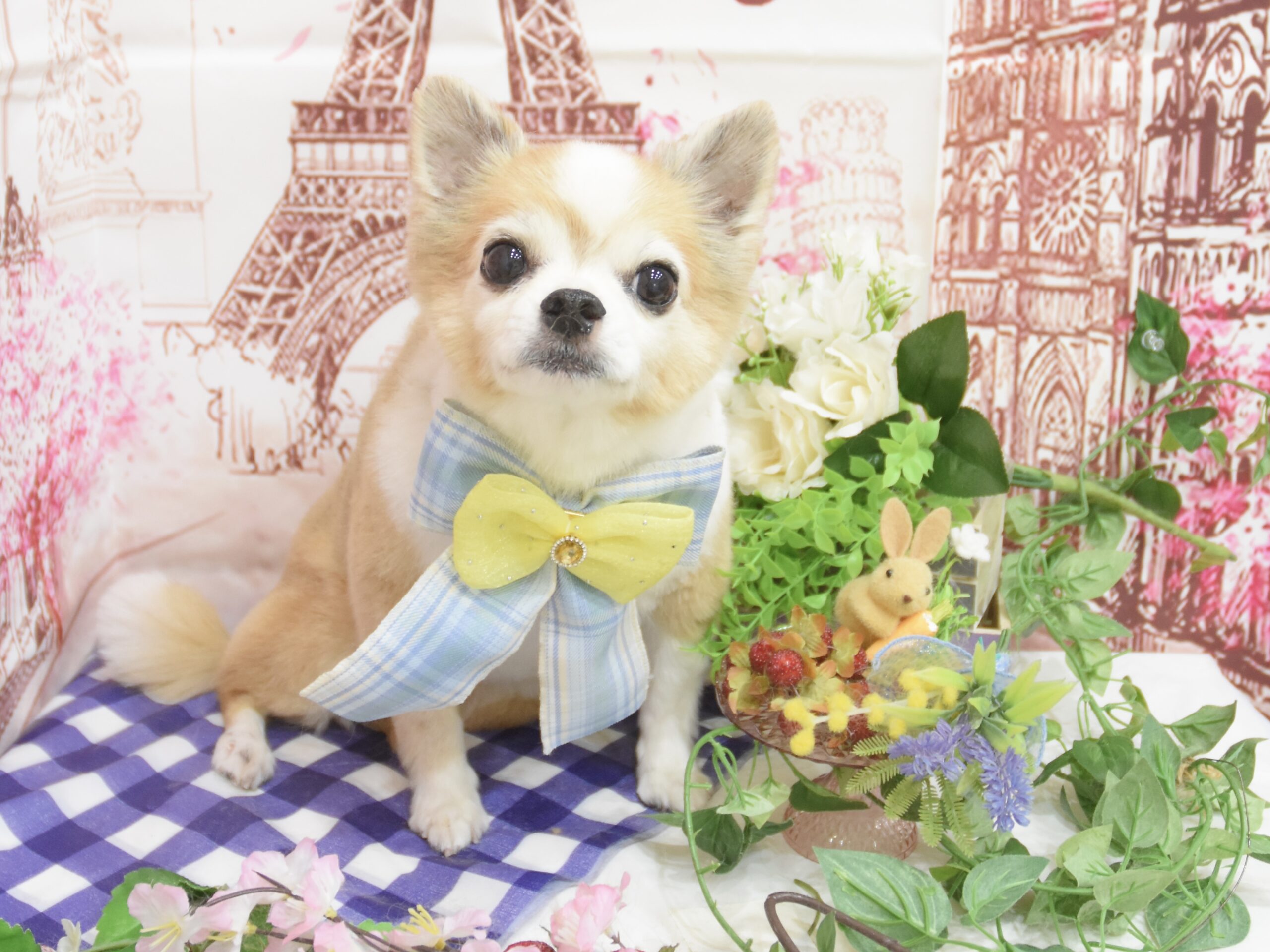 ミックス・チワワのシャンプーカット