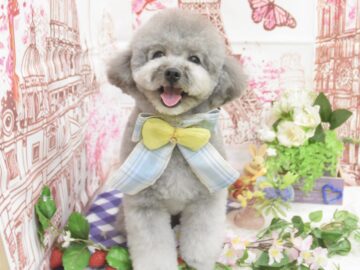 チワワ・狆・ミックス・プードル・シュナウザーのシャンプーカット