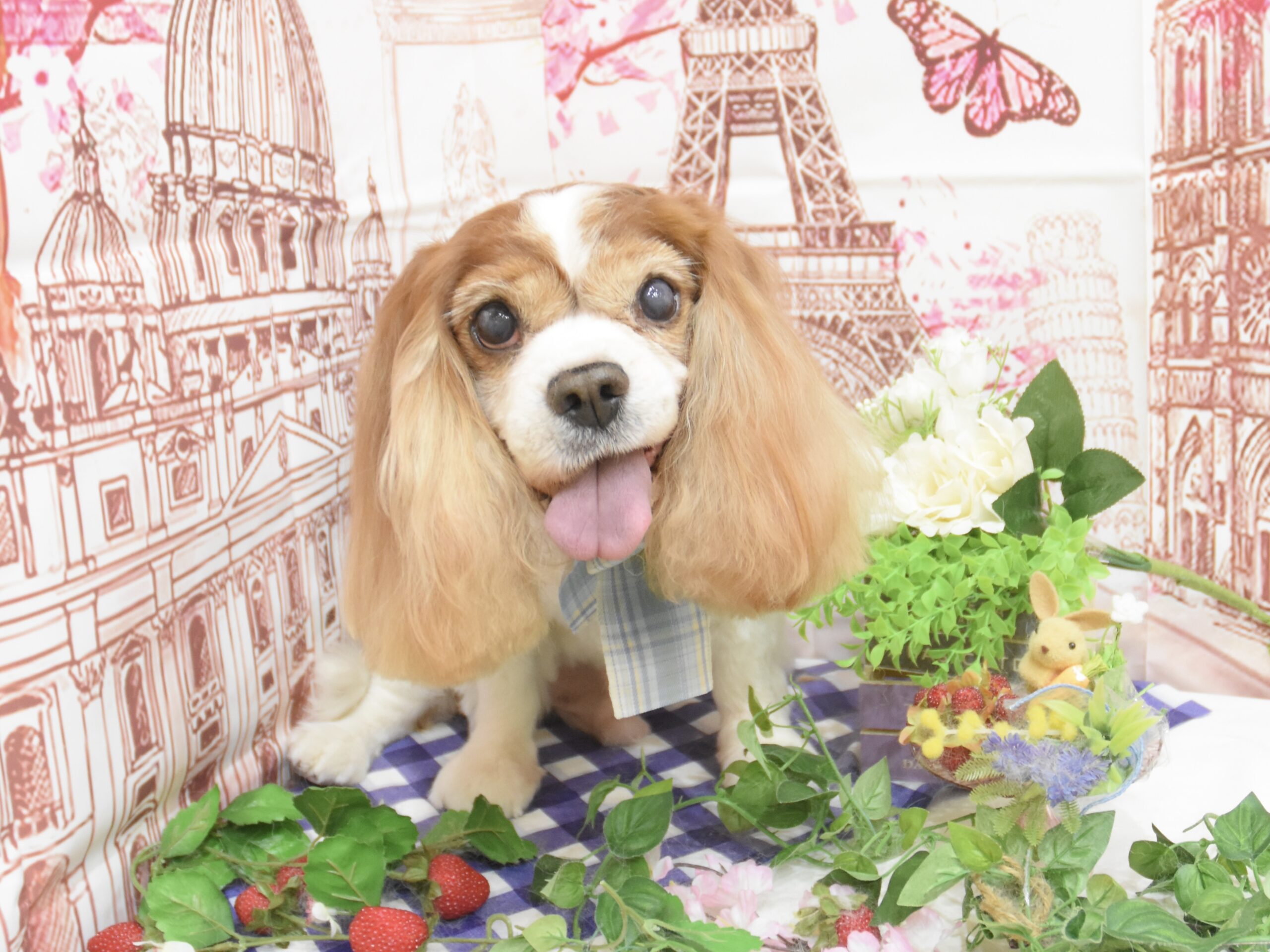 ヨークシャーテリア・キャバリア・ジャックラッセル・イタグレのシャンプーカット