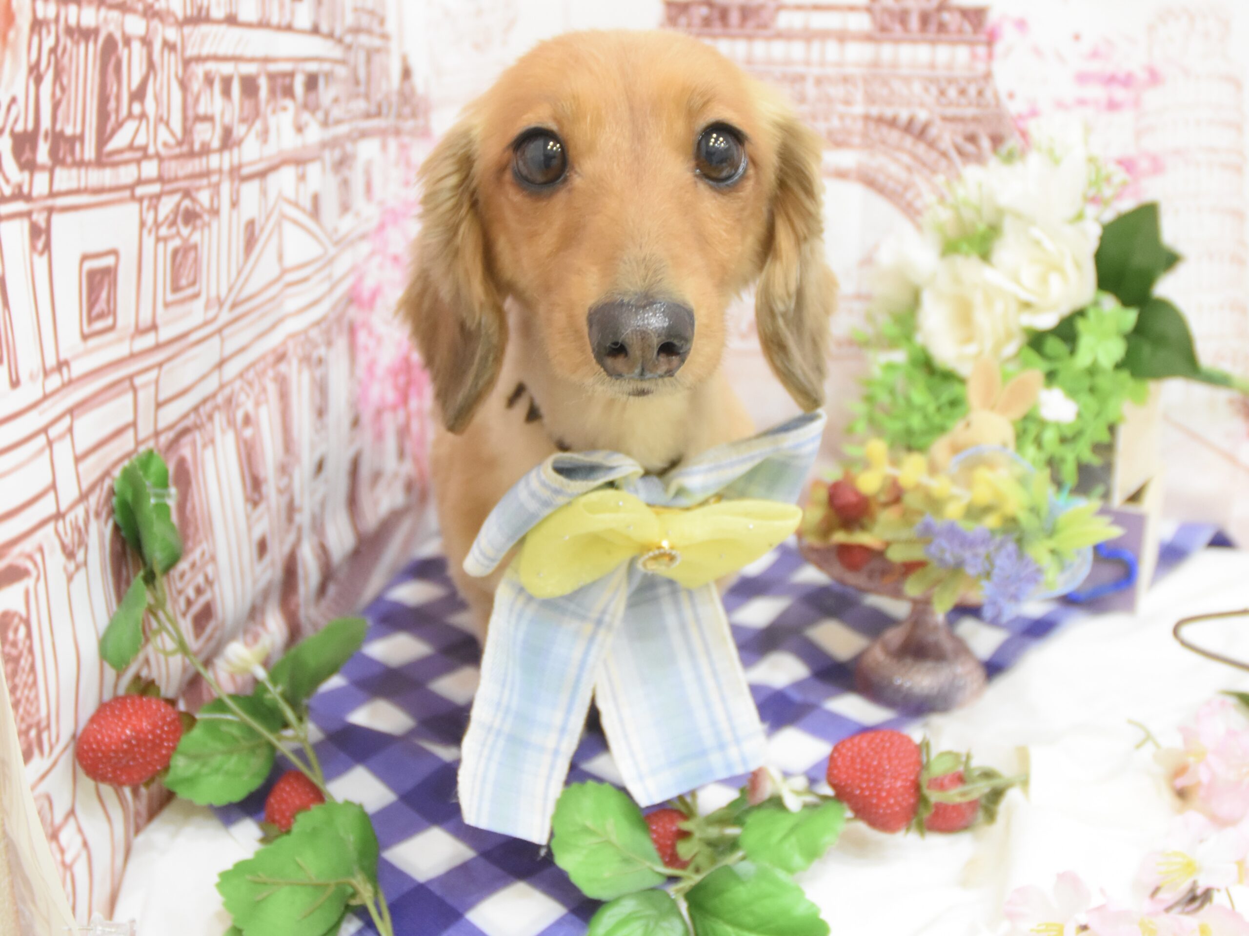 ミックス・ダックス・トイプードル・ビションフリーゼのシャンプーカット