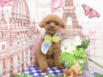 プードル・ダックス・チワワのシャンプーカット