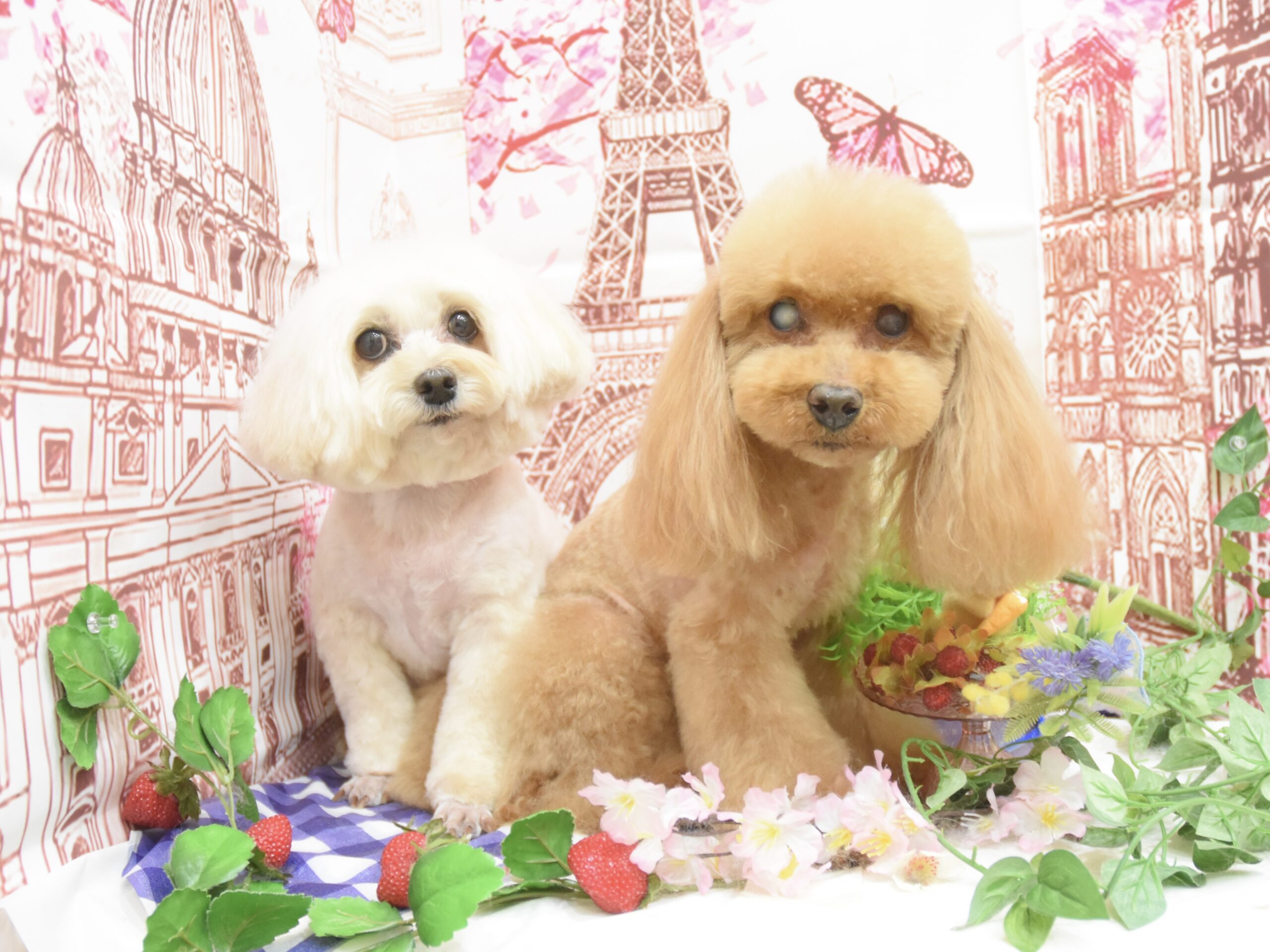 トイプードル・ペキニーズ・チワワのシャンプーカット